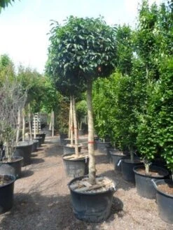 Portugese Laurier Als Boom (Prunus Lusitanica) -Green Roots Exporteren Winkel prunus lusitanica 20 25ho c160 2