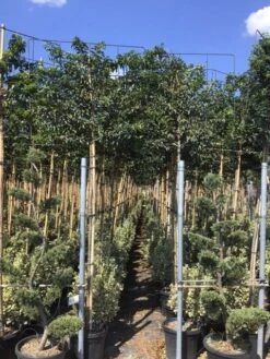 Portugese Laurier Als Leiboom (Prunus Lusitanica) 7 Portugese Laurier Als Leiboom (Prunus Lusitanica) -Green Roots Exporteren Winkel prunus lusitanica 5 1