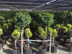 Portugese Laurier Op Stam (Prunus Lusitanica 'Angustifolia') 11 Portugese Laurier Op Stam (Prunus Lusitanica 'Angustifolia') -Green Roots Exporteren Winkel prunus lusitanica 80cm stam 1