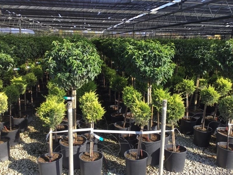 Portugese Laurier Op Stam (Prunus Lusitanica 'Angustifolia') 6 Portugese Laurier Op Stam (Prunus Lusitanica 'Angustifolia') - Afbeelding 6