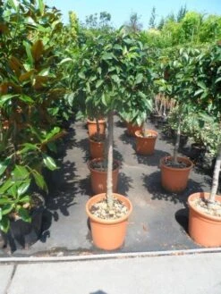 Portugese Laurier Als Boom (Prunus Lusitanica) -Green Roots Exporteren Winkel prunus lusitanica 80stam c25 2