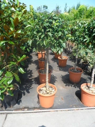 Portugese Laurier Als Boom (Prunus Lusitanica) 2 Portugese Laurier Als Boom (Prunus Lusitanica) - Afbeelding 2