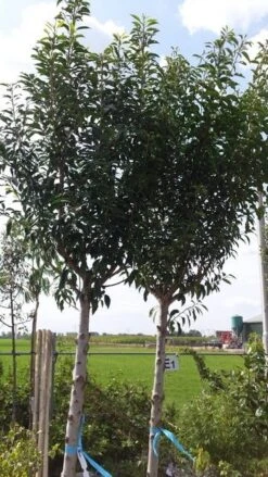 Portugese Laurier Als Boom (Prunus Lusitanica 'Angustifolia') 25 Portugese Laurier Als Boom (Prunus Lusitanica 'Angustifolia') -Green Roots Exporteren Winkel prunus lusitanica als boom01 1