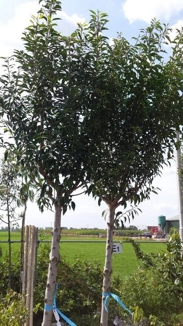 Portugese Laurier Als Boom (Prunus Lusitanica) 5 Portugese Laurier Als Boom (Prunus Lusitanica) - Afbeelding 5