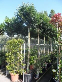 Portugese Laurier Als Boom (Prunus Lusitanica 'Angustifolia') -Green Roots Exporteren Winkel prunus lusitanica angustifolia 2