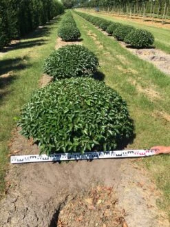 Portugese Laurier Als Grote Bolvorm (Prunus Lusitanica 'Angustifolia') 10 Portugese Laurier Als Grote Bolvorm (Prunus Lusitanica 'Angustifolia') -Green Roots Exporteren Winkel prunus lusitanica angustifolia 100 cm breed bol drkl