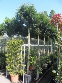 Portugese Laurier Als Boom (Prunus Lusitanica 'Angustifolia') 18 Portugese Laurier Als Boom (Prunus Lusitanica 'Angustifolia') -Green Roots Exporteren Winkel prunus lusitanica angustifolia 12 14ho 1