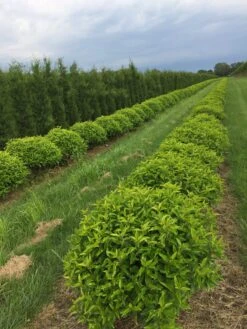 Portugese Laurier Als Grote Bolvorm (Prunus Lusitanica 'Angustifolia')