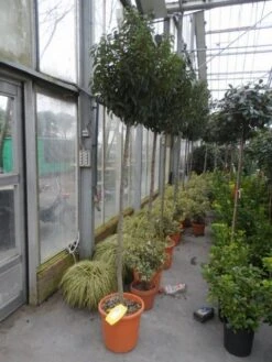 Portugese Laurier Als Boom (Prunus Lusitanica 'Angustifolia') 20 Portugese Laurier Als Boom (Prunus Lusitanica 'Angustifolia') -Green Roots Exporteren Winkel prunus lusitanica angustifolia 150stam c25 1