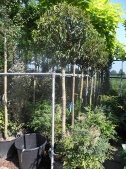 Portugese Laurier Als Boom (Prunus Lusitanica 'Angustifolia') -Green Roots Exporteren Winkel prunus lusitanica angustifolia 150stam c35 2