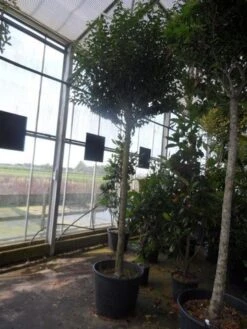 Portugese Laurier Als Boom (Prunus Lusitanica 'Angustifolia') 17 Portugese Laurier Als Boom (Prunus Lusitanica 'Angustifolia') -Green Roots Exporteren Winkel prunus lusitanica angustifolia 16 18ho c90 1