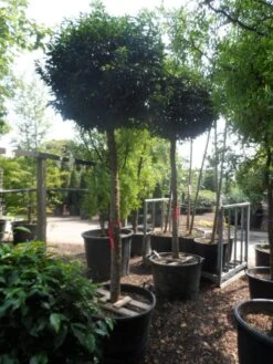 Portugese Laurier Als Boom (Prunus Lusitanica 'Angustifolia') -Green Roots Exporteren Winkel prunus lusitanica angustifolia 18 20 ho c130 2