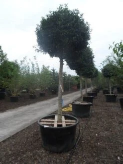 Portugese Laurier Als Boom (Prunus Lusitanica 'Angustifolia') -Green Roots Exporteren Winkel prunus lusitanica angustifolia 30 35ho c450 2