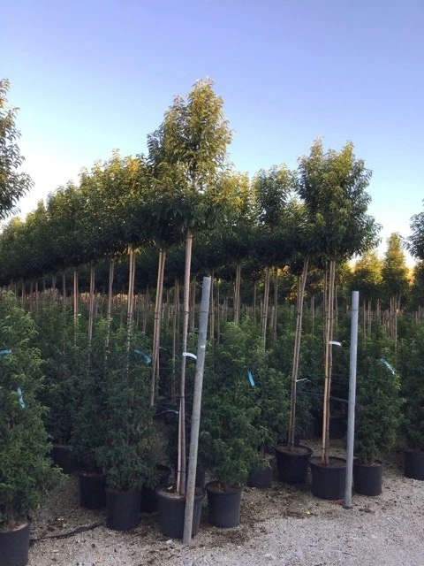 Portugese Laurier Op Stam (Prunus Lusitanica 'Angustifolia') 1 Portugese Laurier Op Stam (Prunus Lusitanica 'Angustifolia')