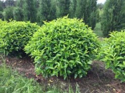 Portugese Laurier Als Grote Bolvorm (Prunus Lusitanica 'Angustifolia') -Green Roots Exporteren Winkel prunus lusitanica angustifolia 90 cm breed bol drkl 1