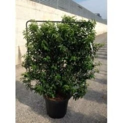 Portugese Laurier Als Leivorm (Prunus Lusitanica 'Angustifolia') -Green Roots Exporteren Winkel prunus lusitanica angustifolia 95x110 leivorm