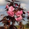 Roodbladige Japanse Sierkers (Prunus 'Royal Burgundy')