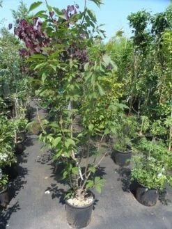 Sierkers, Struikvorm (Prunus Serrulata 'Kanzan') -Green Roots Exporteren Winkel prunus serrulata kanzan 150 175 200 c25 1