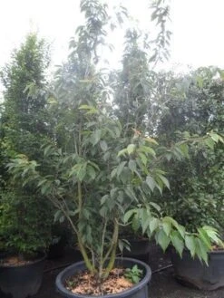 Sierkers, Struikvorm (Prunus Serrulata 'Kanzan') -Green Roots Exporteren Winkel prunus serrulata kanzan 250 300 c250