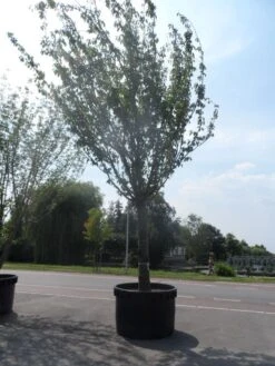 Japanse Sierkers (Prunus Serrulata 'Kanzan') -Green Roots Exporteren Winkel prunus serrulata kanzan 90 100ho c1500