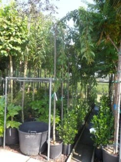 Japanse Treursierkers (Prunus Serrulata 'Kiku-shidare') -Green Roots Exporteren Winkel prunus serrulata kiku shidare zakura 10 12ho cont