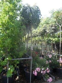 Japanse Treursierkers (Prunus 'Snow Fountain') -Green Roots Exporteren Winkel prunus snow fountains 10 12 14ho cont