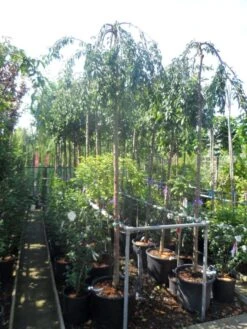 Japanse Treursierkers (Prunus 'Snow Fountain') -Green Roots Exporteren Winkel prunus snow fountains 12 14 ho cont