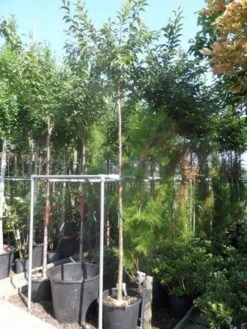 Japanse Sierkers (Prunus Subhirtella 'Autumnalis') -Green Roots Exporteren Winkel prunus subhirtella autumnalis 10 12ho cont 1