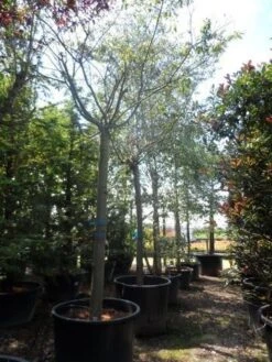 Japanse Sierkers (Prunus Subhirtella 'Autumnalis') -Green Roots Exporteren Winkel prunus subhirtella autumnalis 30 35 40ho c350 2