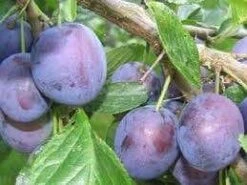 Lei-Pruim (Prunus Domestica 'The Czar')