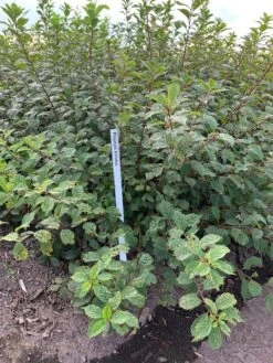 Amandelboompje Als Struik (Prunus Triloba) 5 Amandelboompje Als Struik (Prunus Triloba) -Green Roots Exporteren Winkel prunus triloba 1