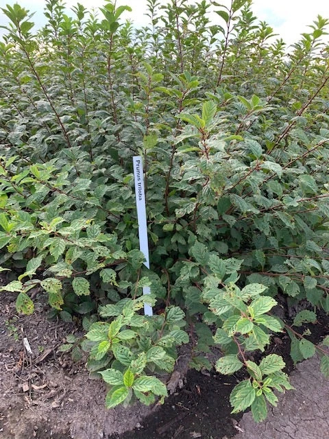 Amandelboompje Als Struik (Prunus Triloba) 3 Amandelboompje Als Struik (Prunus Triloba) - Afbeelding 3