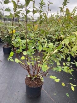 Amandelboompje Als Struik (Prunus Triloba) 4 Amandelboompje Als Struik (Prunus Triloba) -Green Roots Exporteren Winkel prunus triloba 1 1