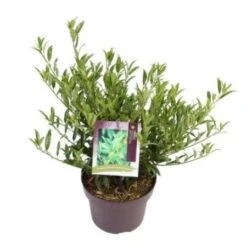 Laurierkers (Prunus Laurocerasus 'Sofia') -Green Roots Exporteren Winkel prunuslsofia03