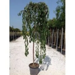 Treursierkers (Prunus Subhirtella 'Pendula Rosea') -Green Roots Exporteren Winkel prunussubhirtellapendula01 1