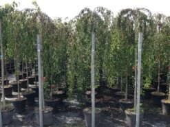Treursierkers Op Stam (Prunus 'White Fountain') -Green Roots Exporteren Winkel prunuswhitefountain03