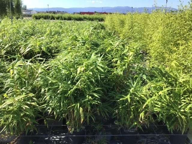 Bamboe (Pseudosasa Japonica) 1 Bamboe (Pseudosasa Japonica)