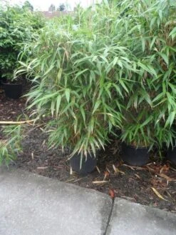 Bamboe (Pseudosasa Japonica) -Green Roots Exporteren Winkel pseudosasa japonica 150 175 c25