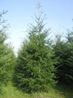 Douglasspar (Pseudotsuga Menziessii) -Green Roots Exporteren Winkel pseudotsuga menziesii 400 450 4