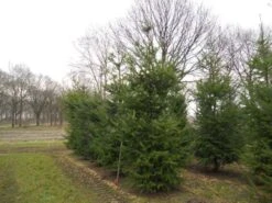 Douglasspar (Pseudotsuga Menziessii)