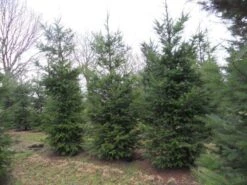 Douglasspar (Pseudotsuga Menziessii) -Green Roots Exporteren Winkel pseudotsuga menziesii 500