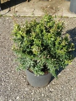 Vuurdoorn Als Bol (Pyracantha 'Navaho') -Green Roots Exporteren Winkel pyracantha navaho 4