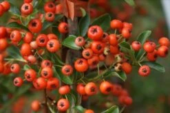 Vuurdoorn (Pyracantha 'Orange Glow') -Green Roots Exporteren Winkel pyracantha orange glow 10