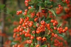 Vuurdoorn (Pyracantha 'Orange Glow') -Green Roots Exporteren Winkel pyracantha orange glow 11