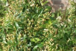 Vuurdoorn (Pyracantha 'Orange Glow') -Green Roots Exporteren Winkel pyracantha orange glow 1