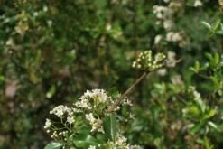Vuurdoorn (Pyracantha 'Orange Glow') -Green Roots Exporteren Winkel pyracantha orange glow 2 1