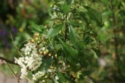 Vuurdoorn (Pyracantha 'Orange Glow') -Green Roots Exporteren Winkel pyracantha orange glow 3