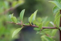 Vuurdoorn (Pyracantha 'Orange Glow') -Green Roots Exporteren Winkel pyracantha orange glow 4 1