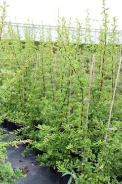 Vuurdoorn (Pyracantha 'Orange Glow') -Green Roots Exporteren Winkel pyracantha orange glow 6