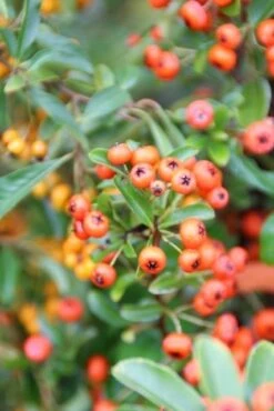 Vuurdoorn (Pyracantha 'Orange Glow') -Green Roots Exporteren Winkel pyracantha orange glow 7 1